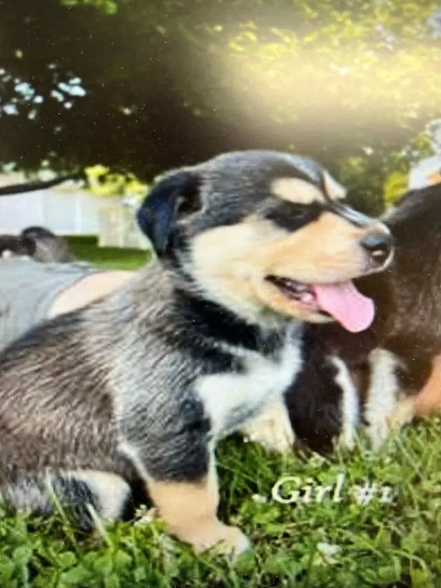 Rottsky Puppies For Sale in Dogs & Puppies for Rehoming in Leamington - Image 4