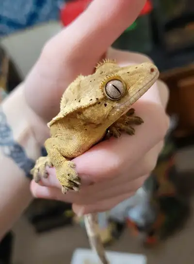 Male crestie for sale! Eating good, repashy paste and crickets. Any more questions just ask. Pick up...
