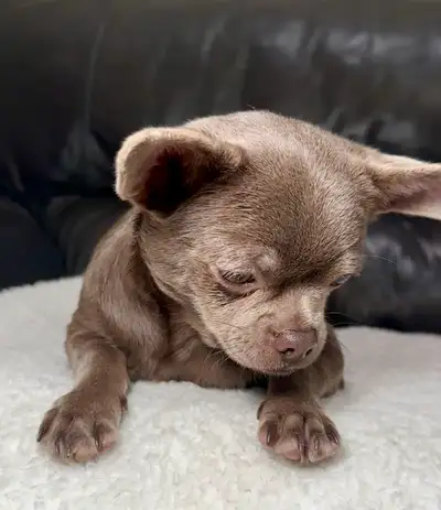 Rare lilac Chihuahua girl-European registered, View more