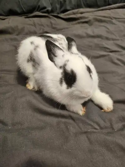 Male dwarf bunny rabbit, about 3.5 months old (born early March). He can be shy but very friendly. O...