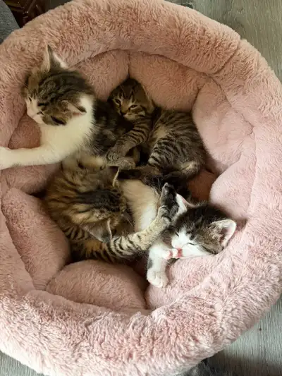 kittens ready to rehoming, View more