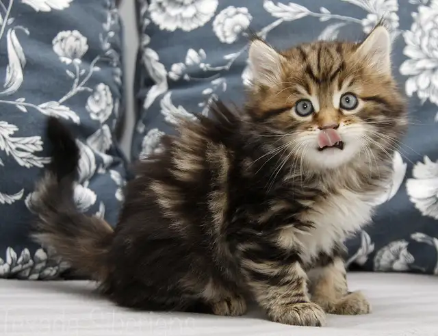 Siberian Kittens from TICA registered cattery