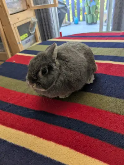 Netherland Dwarf Rabbits & Indoor Hutch, View more