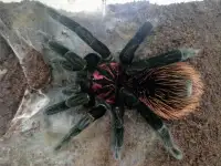 Xenesthis intermedia adult female tarantula