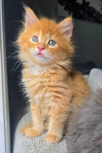 Magnifiques chatons Maincoon Croisé , View more