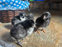 Plymouth barred rock chicks