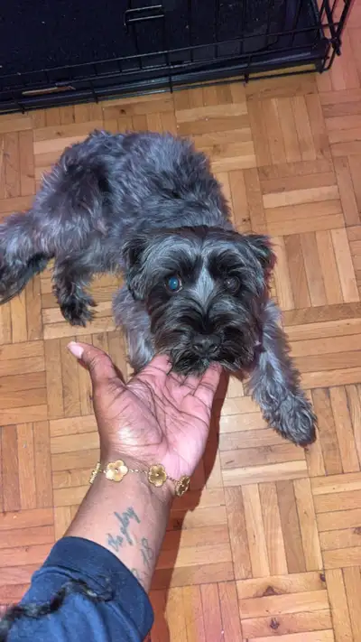 2 year old yorkie/ shih tzu male, View more
