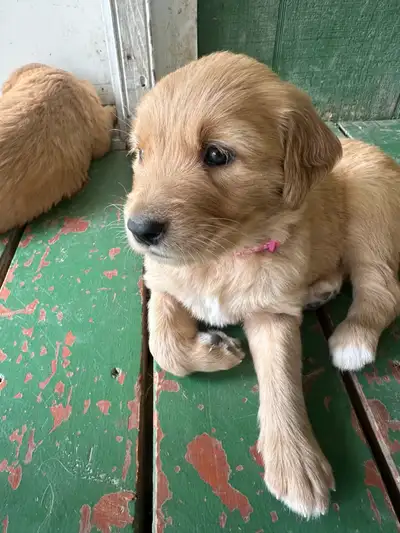 RED golden retriever puppies, View more