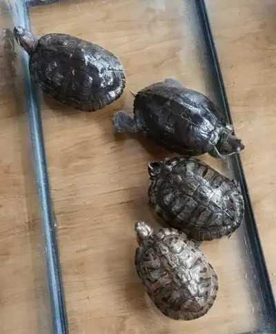 4 Red Ear Slider Turtles (female)"pick up only in Delhi,ON", View more
