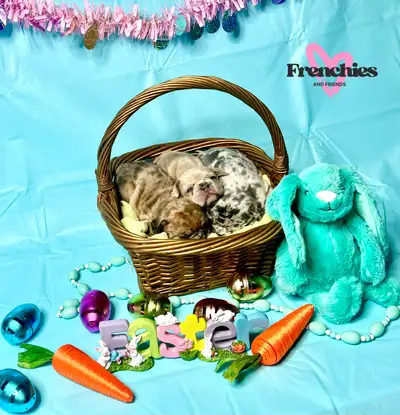 Ready to go home Easter Weekend Female 1 - Lilac Merle Female 2 - Fawn Merle Female 3 - Black & Tan...