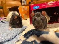 Sweet Pet rat brothers need forever home