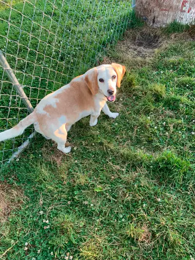 Mature Male Beagle (Sammy), View more