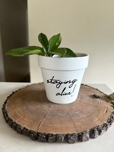 Healthy Hoya Plants, View more