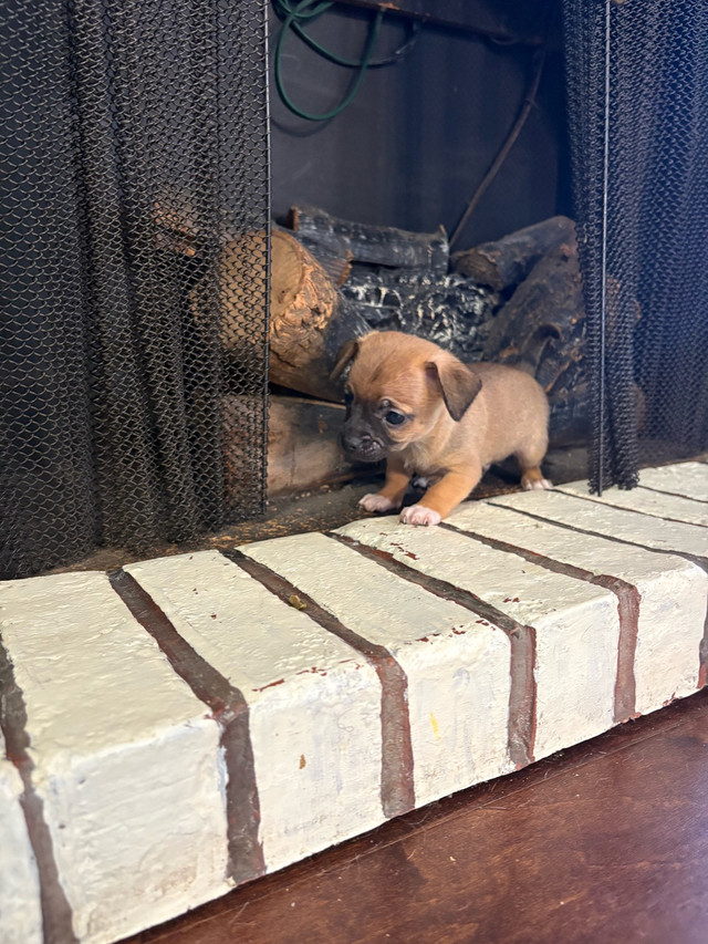 chihuahua mâle à vendre dans Chiens et chiots à adopter  à Sherbrooke
