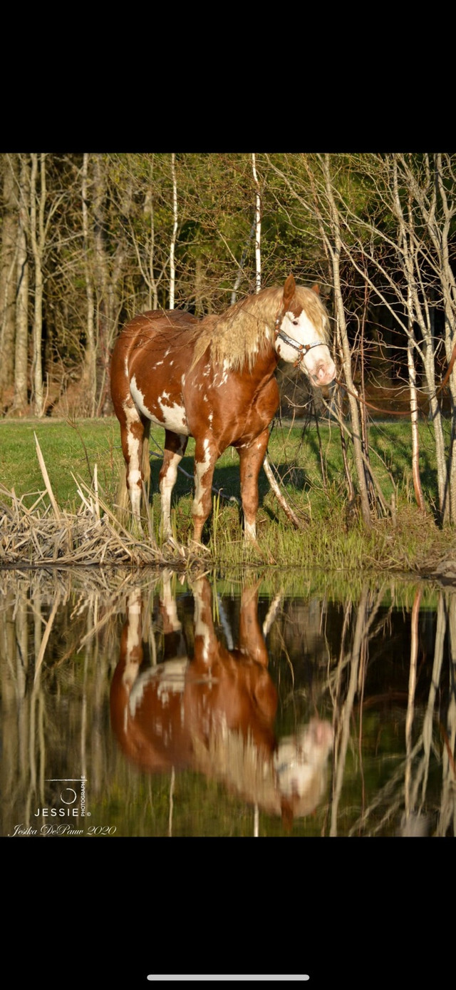 Saillie Étalon Paint Horse  dans Chevaux et poneys à adopter  à Saint-Hyacinthe - Image 2