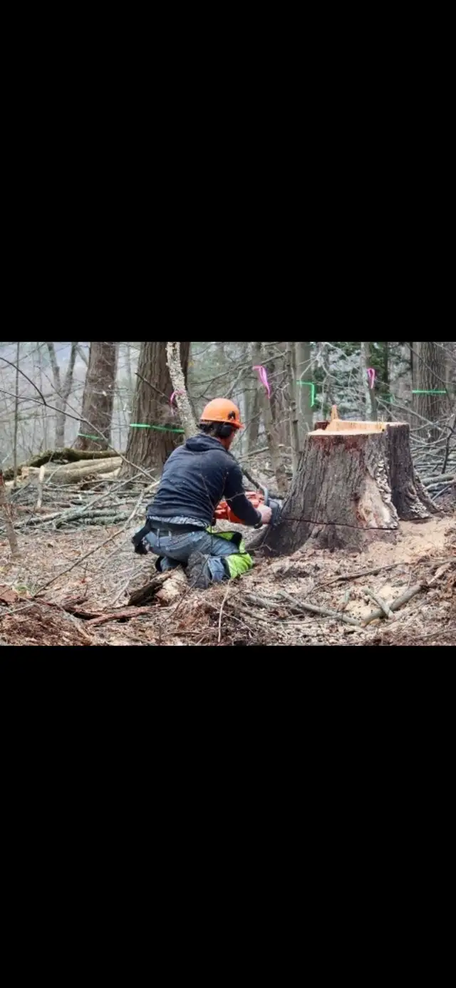 Summer Tree Removal62863726985985121