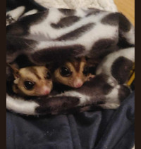2 adult sugar gliders male intact