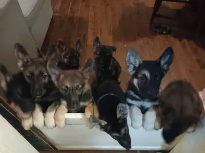 8-week-old pure bred King  shepherds for sale, View more