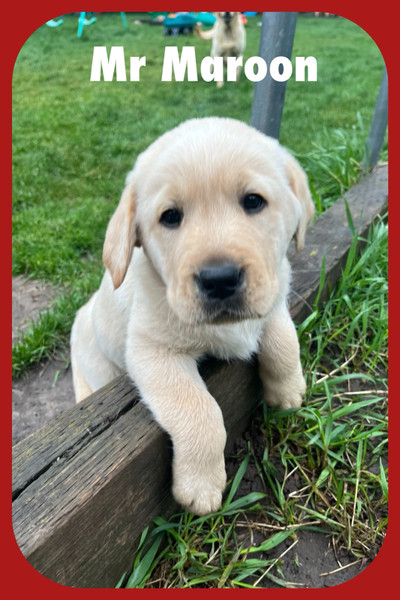 READY TO GO!!! Lab/Retriever Pups!  1 MALE LEFT