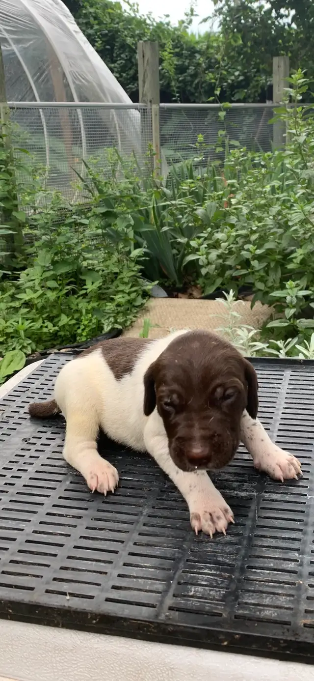 (GSP ). German Shorthaired Pointer CKC  Registered puppies ! in Dogs & Puppies for Rehoming in Mississauga / Peel Region - Image 10
