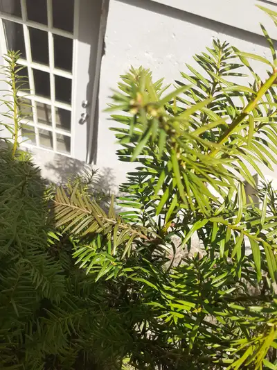 Attractive basement studio on quiet Etobicoke Street, close to Costco, San Remos Bakery and 3 bus ro...