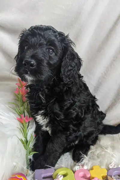 Adorable F1b English Goldendoodle Girl, View more
