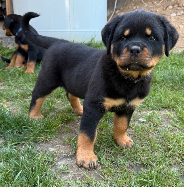 Chiot Rottweiler Pure Race dans Chiens et chiots à adopter  à Val-d'Or - Image 2
