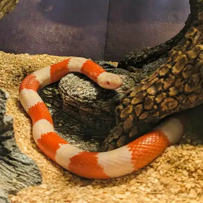 Albino Nelson Milk Snake, View more