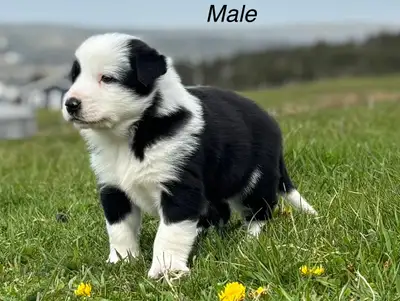CBCA Registered Border Collie Puppies, View more