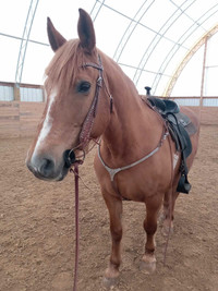 Beautiful Canadian mare looking for partboarder 