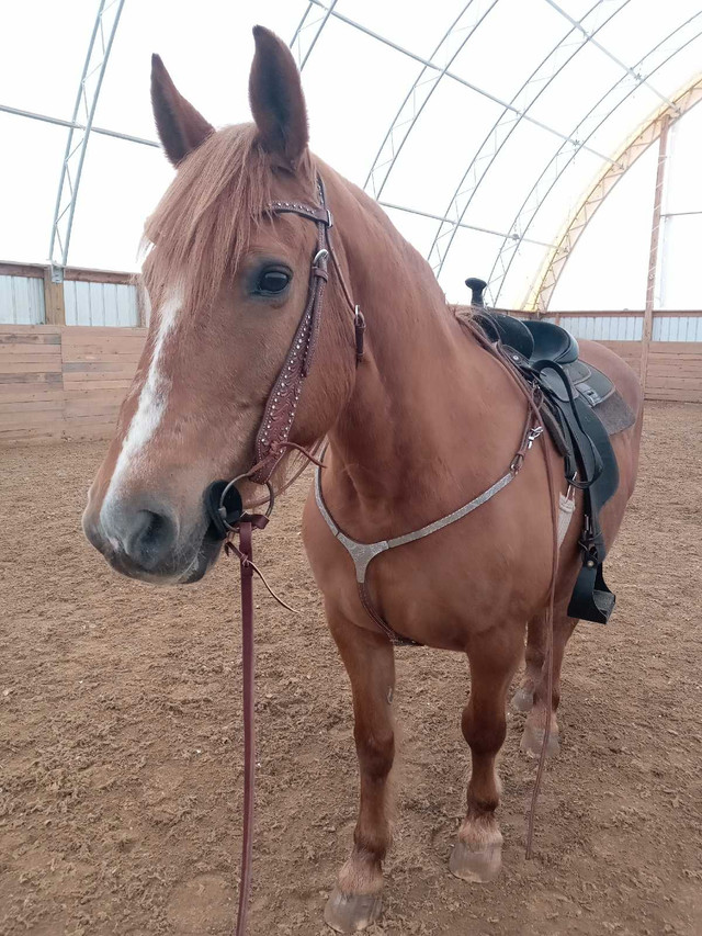 Beautiful Canadian mare looking for partboarder  in Horses & Ponies for Rehoming in Renfrew