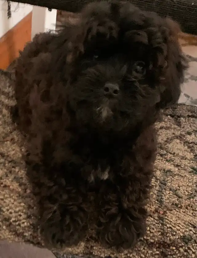 Female Poodle Cross in Dogs & Puppies for Rehoming in Oshawa / Durham Region - Image 2