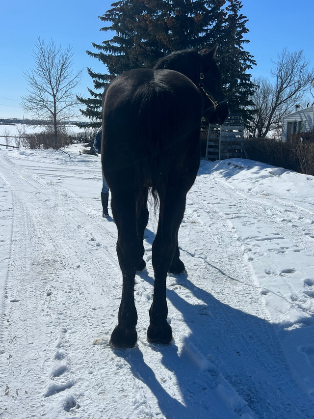 Percheron Stallion  in Horses & Ponies for Rehoming in Calgary - Image 4
