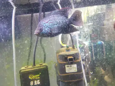 •••TAKE HOME TODAY••• Take Home Today Gorgeous 6" Long Kamfa Flowerhorn Cichlid In Excellent Health,...