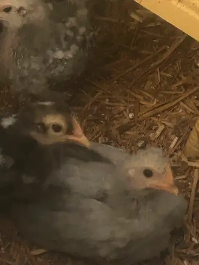 ~ 4 cream legbar chicks~, View more
