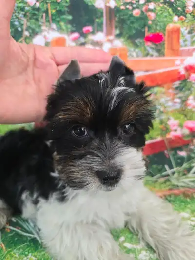 YORKSHIRE TERRIER PUPPY ( MALE TRI-COLOR "LEO"), View more