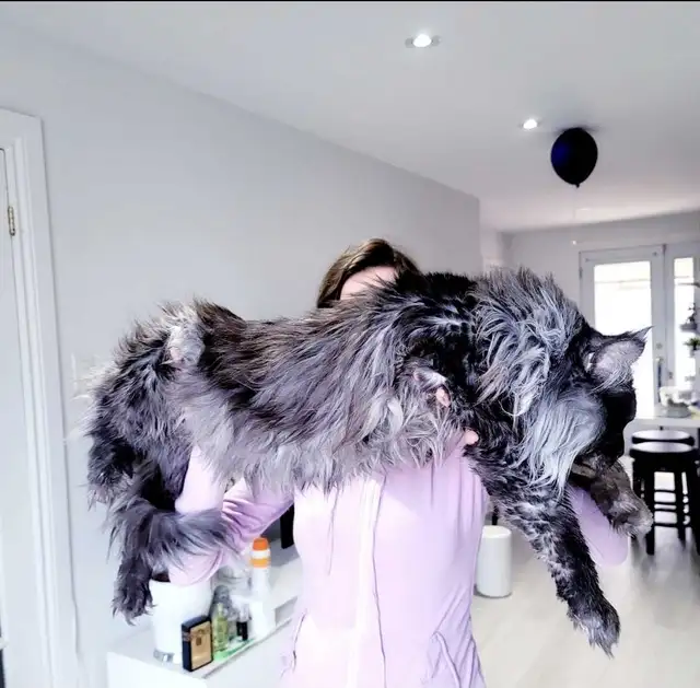 ADORABLE MAINE COONS  XL registered