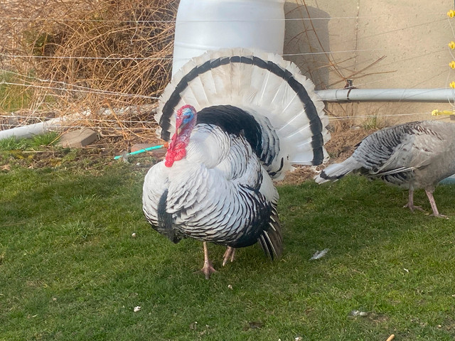 Young Purebred Royal palm turkey Tom’s in Livestock in London - Image 3