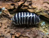 Zebra Isopods ( Armadillidium maculatum )