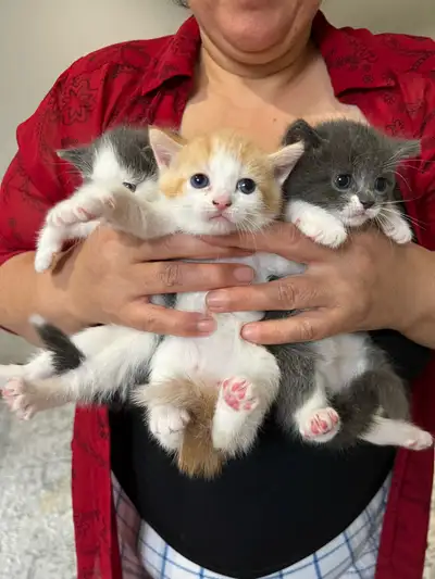 kittens for sale !, View more