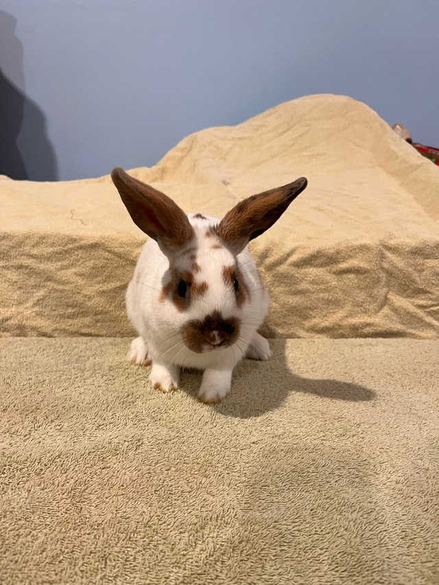 Male Mini Rex X Holland Lop in Small Animals for Rehoming in Peterborough - Image 3