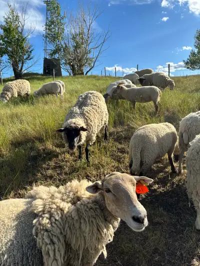 Ewes For Sale , View more