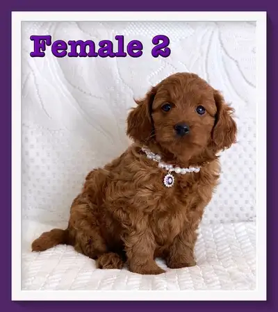 Mini-GoldenDoodle F1b Puppies, View more