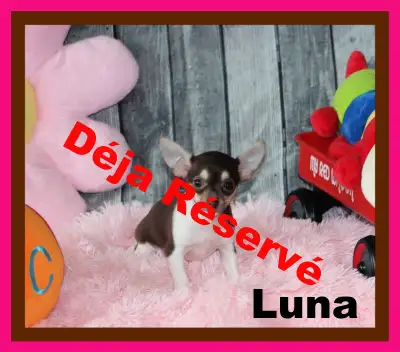 Vendu Chihuahua❤️femelle mini ❤️Protection100% .Garantie. ★★★, View more