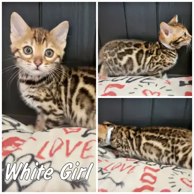 Chatons Bengal STÉRILISÉS – Livraison GRATUITE à Montréal, View more
