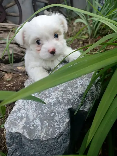 Call 587 322 5448 Tiny little chimalties Mom is a 4.5 pound chihuahua Dad is a magnificent 5 pound m...