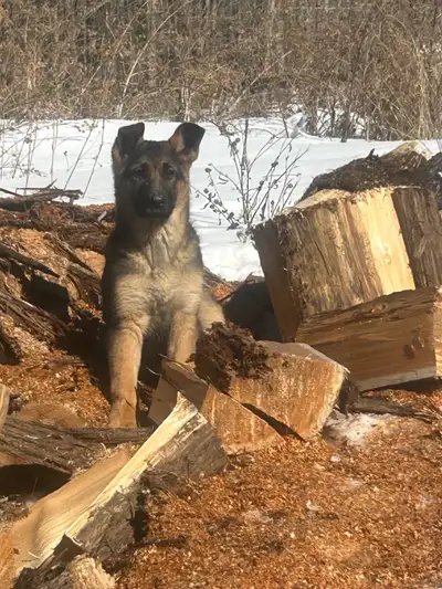 We have three adorable 15 week old shepherd pups available. One boy,n two girls. They have had first...