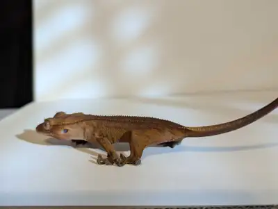 Juvenile Unsexed Crested Gecko, View more
