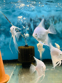 Angel Fish Platinum LARGE - ON SALE - was $49.99 NOW $24.99