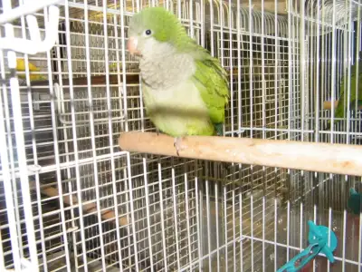 MIST OUR BIRDIE FRIENDS, View more